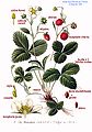 Fragaria vesca plate 103 in: A. Masclef: Atlas des plantes de France Paris (1891)