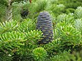 Abies koreana