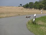 English: Dachs auf dem TÜPl Ohrdruf, Thuringia, Germany