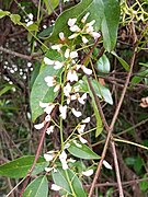 Derris trifoliata 7.jpg