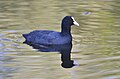 Eurasian Coot