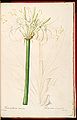 Hymenocallis caribaea, 1813