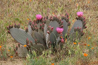 Opuntia basilaris