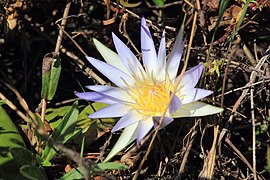 Parque Nacional da Restinga de Jurubatiba 26.jpg