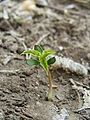 Seedling with three cotyledones