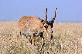 Saiga tartarica.jpg