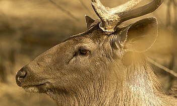 at Sasan Gir