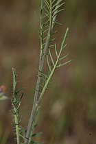 Sisymbrium altissimum