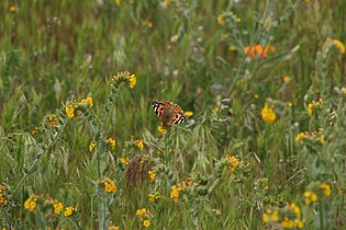 Vanessa cardui