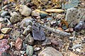 * Nomination: Praying mantis in Charyn ash forest. Uyghur district, Almaty Region, Kazakhstan. By User:ElenaLitera --Красный 07:56, 9 August 2024 (UTC) * Review  Comment A bit soft to me. --Sebring12Hrs 19:30, 16 August 2024 (UTC)