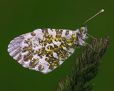 ♀ Anthocharis cardamines (Orange Tip)