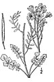 Cardamine pratensis L. - cuckoo flower; USDA-NRCS PLANTS Database / Britton, N.L., and A. Brown. 1913. An illustrated flora of the northern United States, Canada and the British Possessions. Vol. 2: 184.