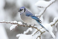 Na uku A Blue Jay (Cyanocitta cristata) in Algonquin Provincial Park, Canada. Mdf (GFDL)