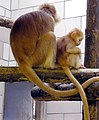 Trachypithecus auratus (cat.)