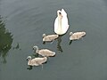 Mute swan with cygnets (Gdańsk/Poland)