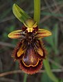 Ophrys speculum