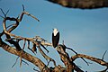 Chobe National Park, Botswana