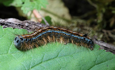 Malacosoma neustria (Lackey Moth), caterpillar