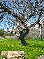 Olive tree near Karystos, Eboeia, Greece