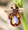 Ophrys speculum Portugal - Algarve