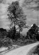 Photograph of an Open Tulip Poplar of Good Form - NARA - 2128923.tif