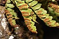 Polypodium amorphum