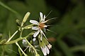 Prenanthes alata