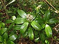 male flower, Hama-dori area, Fukushima pref., Japan