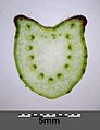 Stipe of leaf (sliced) with vascular bundles arranged in an U-shaped manner