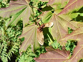 Acer circinatum