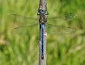 11 Anax imperator qtl2 uploaded by Quartl, nominated by Quartl