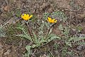 Balsamorhiza hookeri