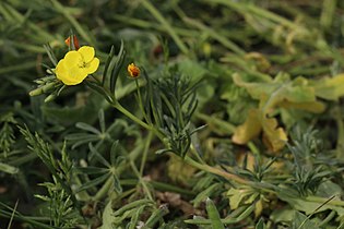 Eulobus californicus