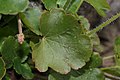 Heuchera cylindrica