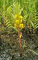 Lysimachia thyrsiflora