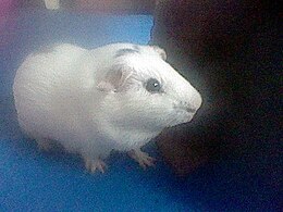 Guinea-pig