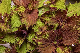 Solenostemon Henna (Coleus).jpg