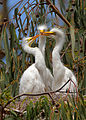 18 Ardea alba; 3 chicks, Morro Bay Heron Rookery 2 - by Mike Baird uploaded by Editor at Large, nominated by Trachemys