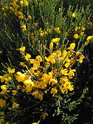 Cytisus oromediterraneus 2601.jpg