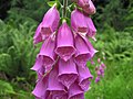 Digitalis purpurea, Benmore Botanic Garden, Scotland