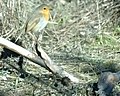 Erithacus rubecula