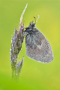 Coenonympha pamphilus (Small Heath)