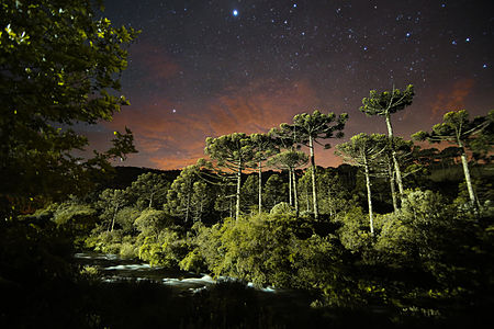 Araucarias under the stars in Rio Grande do Sul Guilherme Becker