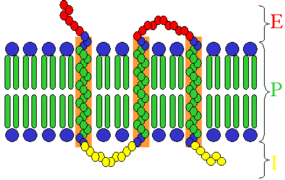 Transmembrane receptor.png