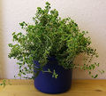 Thymus x citriodorus (Lemon thyme)