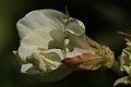 Epilobium luteum