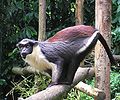 Cercopithecus diana (cat.)