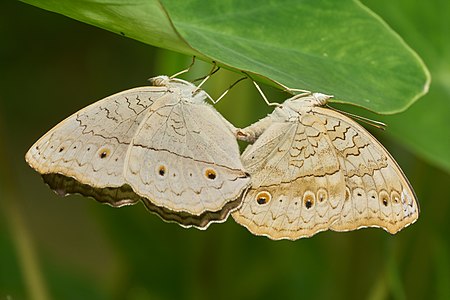 Junonia atlites(Grey Pansy)