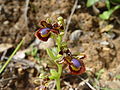 Ophrys speculum Portugal