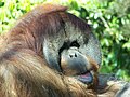 Orangutan at SD Zoo